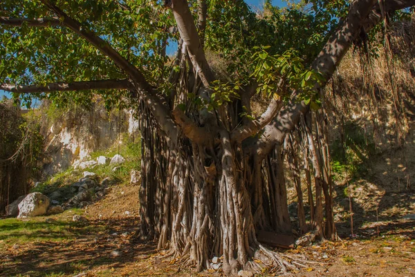 Belas árvores verdes enormes com lianas em Havana. Cuba — Fotografia de Stock