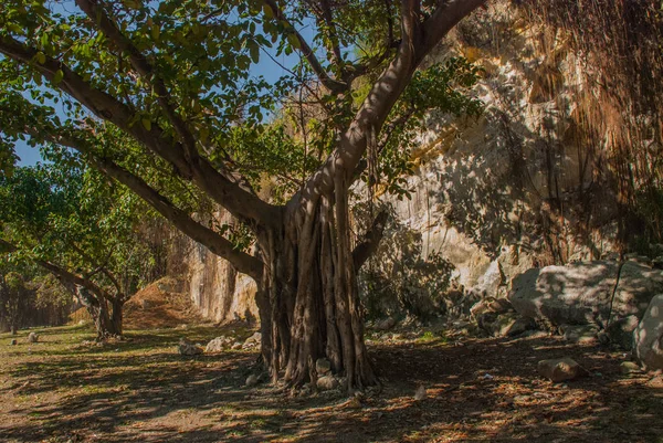 Όμορφη τεράστια καταπράσινα δέντρα με lianas στην Αβάνα. Κούβα — Φωτογραφία Αρχείου