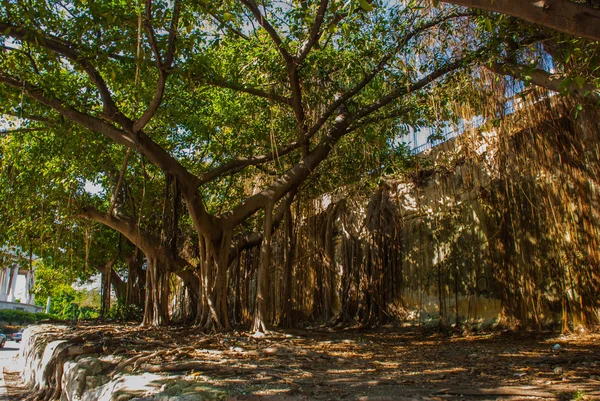 Yaklaşık Havana'da güzel büyük yeşil ağaçlar. Küba — Stok fotoğraf
