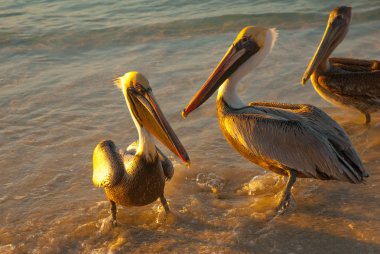 Gün batımında deniz güzel pelikanlar. Varadero. Küba