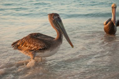Gün batımında deniz güzel pelikanlar. Varadero. Küba