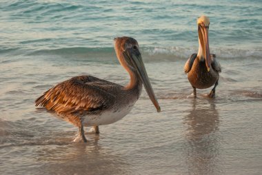 Gün batımında deniz güzel pelikanlar. Varadero. Küba