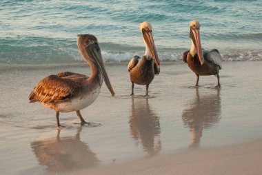 Beautiful pelicans by the sea at sunset. Varadero. Cuba clipart