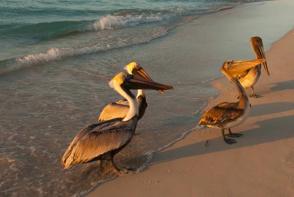 Schöne Pelikane am Meer bei Sonnenuntergang. Varadero. kuba — Stockfoto