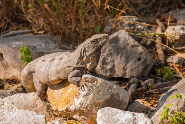 Lizard sitting on brown stone enjoying sun. Mexico. Yucatan.