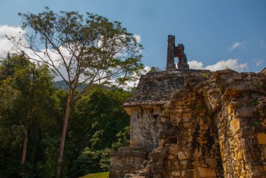 Chiapas, Meksika. Palenque Chiapas ve Meksika Devlet kuzeydoğusunda bir büyük Maya şehir kalıntıları kod adı.