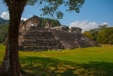 Palenque, Chiapas, Meksika: yemyeşil orman tarafından devir alınmış Maya harabelerini