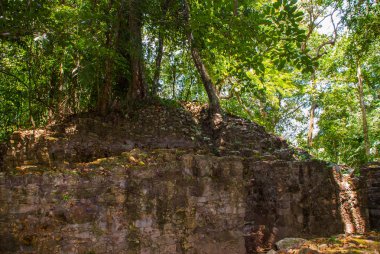 Maya harabelerini yemyeşil orman tarafından devir alınmış. Palenque, Chiapas, Meksika.