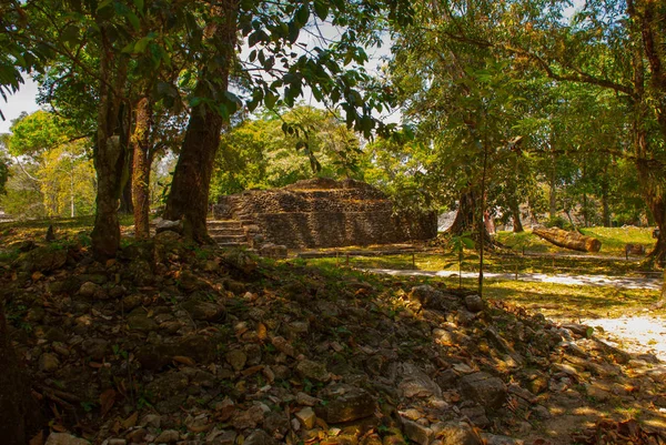 Palenque, Chiapas, Mexikó: Az ősi maja város van, a jungle, a fák és a romok. — Stock Fotó