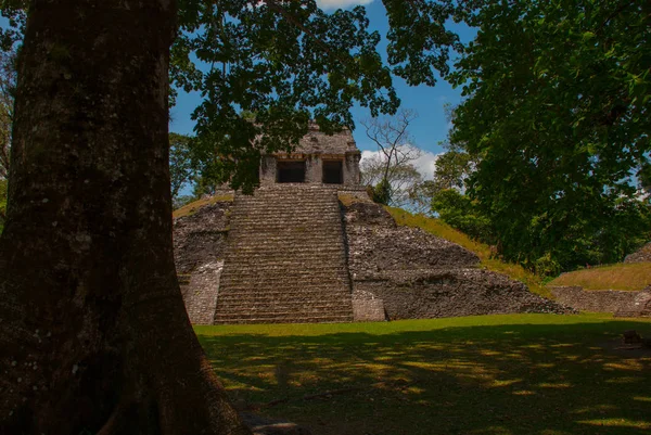 Паленке, Чьяпас, Мексика: Древняя пирамида майя с ступеньками среди деревьев в солнечную погоду — стоковое фото