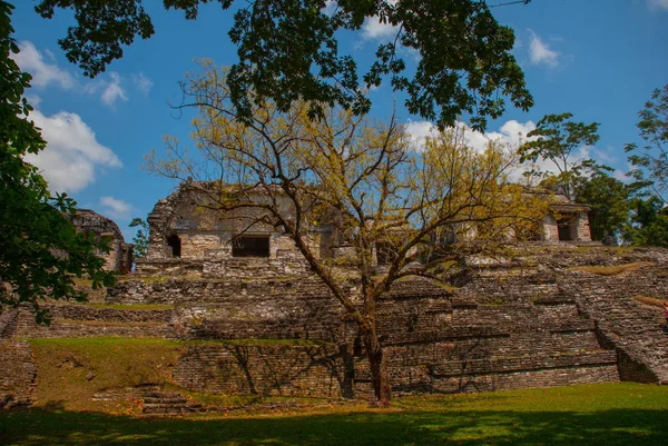 Palenque, Chiapas, Meksika: Güneşli havalarda ağaçlarda arasında Antik Maya şehir — Stok fotoğraf