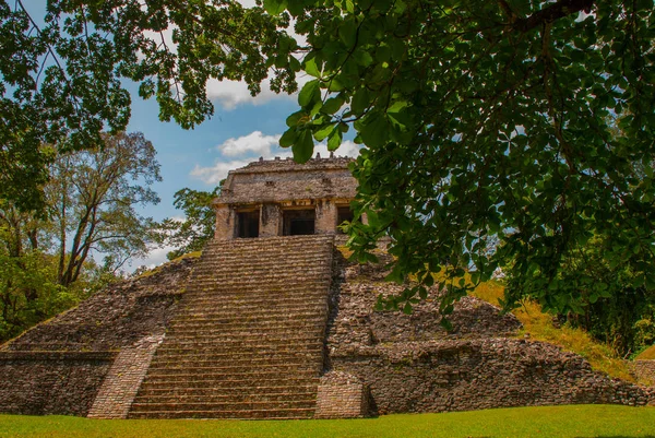 Chiapas, Meksyk. Palenque. Piramidy na tle zielonego drzewa liści. Krajobraz w starożytnym mieście Majów — Zdjęcie stockowe