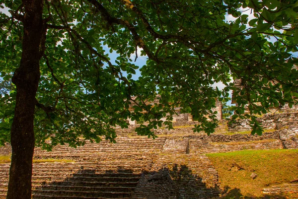 Chiapas, Meksyk. Palenque. Piramidy na tle zielonego drzewa liści. Krajobraz w starożytnym mieście Majów — Zdjęcie stockowe