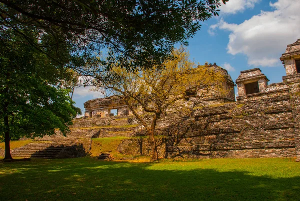 Chiapas, México. Palenque. La pirámide en el fondo de las hojas de árboles verdes. Paisaje en la antigua ciudad de Maya — Foto de Stock