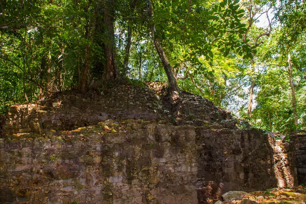 Ruiny Majów, przejęty przez bujną dżunglę. Palenque, Chiapas, Meksyk. — Zdjęcie stockowe