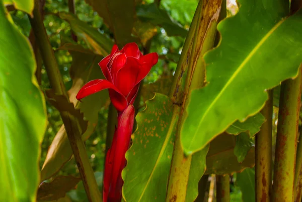 Flor vermelha no fundo da folha verde.Chiapas, Palenque, México — Fotografia de Stock