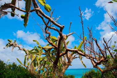 Güzel plaj defne turkuaz deniz suyu ve kaktüs. Holguin, Küba.