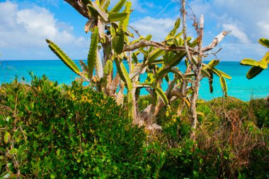 Güzel plaj defne turkuaz deniz suyu ve kaktüs. Holguin, Küba.