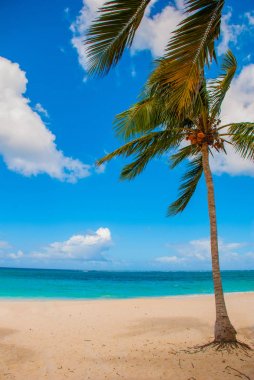 Holguin, Küba, Playa Esmeralda. Güzel Karayip Denizi turkuaz mavi renk ve palmiye ağaçları sahilde.