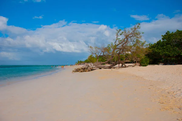 Χόλγκιν, παραλία Guardalavaca, Κούβα: Καραϊβική Θάλασσα με όμορφο γαλάζιο νερό, άμμο και ένα πεσμένο δέντρο. Υπέροχο τοπίο. — Φωτογραφία Αρχείου