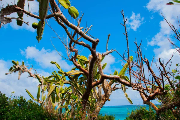 Krásné pláže zátoky tyrkysovou mořskou vodu a kaktus. Holguin, Kuba. — Stock fotografie