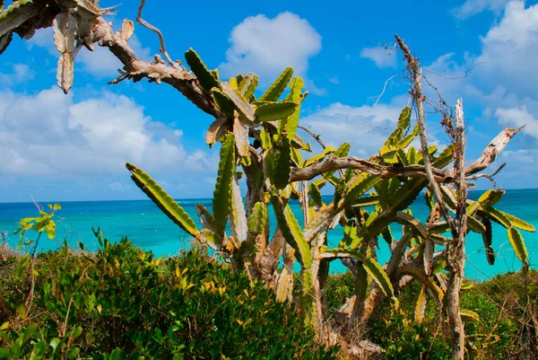 Vacker strand bay turkost havsvatten och cactus. Holguin, Kuba. — Stockfoto