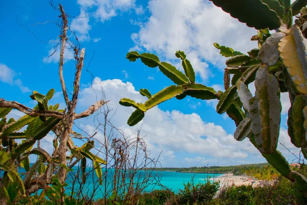 Vacker strand bay turkost havsvatten och cactus. Holguin, Kuba. — Stockfoto