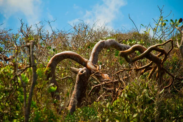 A árvore inclinou-se para baixo com ramos. Holguin, Cuba . — Fotografia de Stock