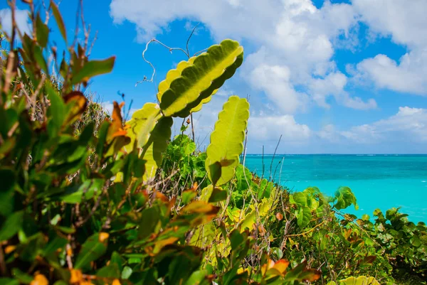 Hermosa bahía de playa de agua de mar turquesa y cactus. Holguín, Cuba . —  Fotos de Stock