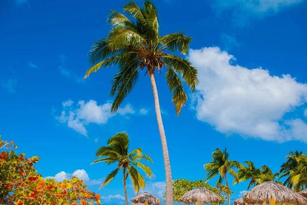 Holguin, Cuba, Playa Esmeralda. Palm trees and umbrellas on blue sky background. — Stock Photo, Image