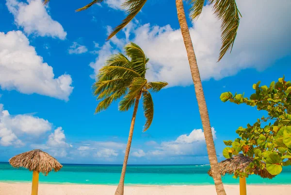 Playa Esmeralda, Holguín, Cuba. Mar Caribe. Hermosa playa Paradise: sombrillas, mar, palmeras, arena . — Foto de Stock