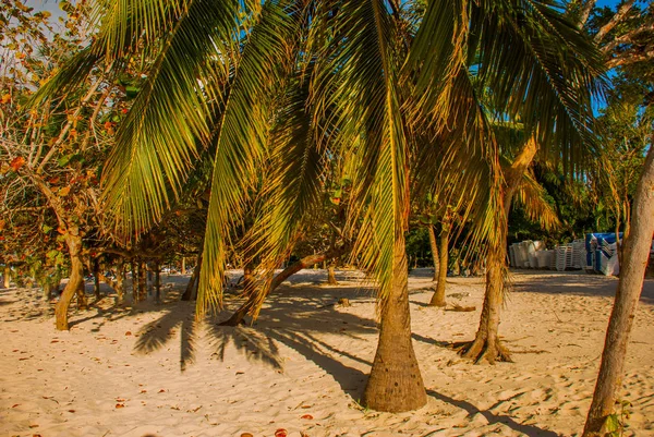 Плайя Есмеральда Ольгин, куба. Дерева пальми ростуть на піску на пляжі. — стокове фото