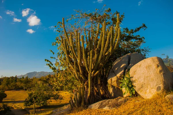 Bellissimo paesaggio con vista sul cactus a Cuba . — Foto Stock