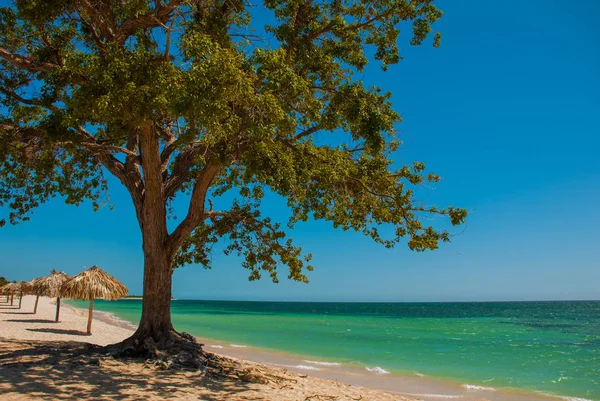 Kuba. Trinidad. Ancona Beach. Krajobraz z drzewa i parasole przez Morze Karaibskie. — Zdjęcie stockowe