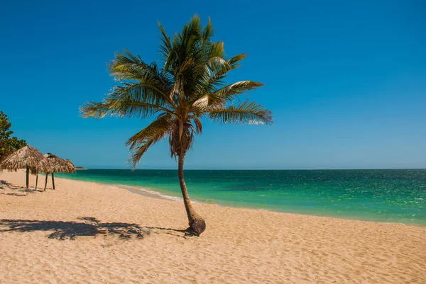 Palmera tropical de coco en la playa con arena amarilla. Mar Caribe con agua turquesa y azul. Cuba. Trinidad. Playa de Ancona . — Foto de Stock