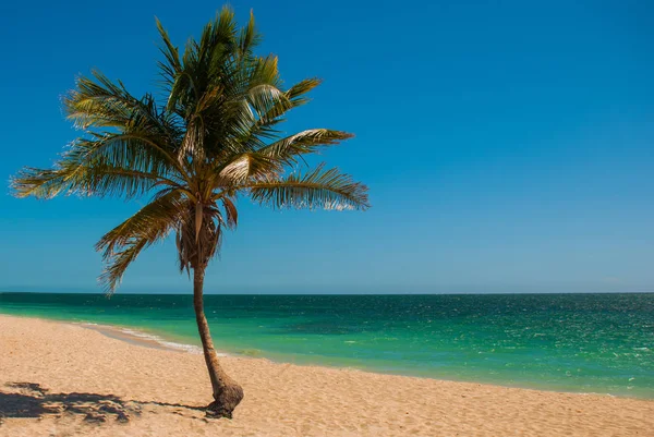 Palmera tropical en la playa con arena amarilla. Mar Caribe con agua turquesa y azul. Cuba. Trinidad. Playa de Ancona . —  Fotos de Stock