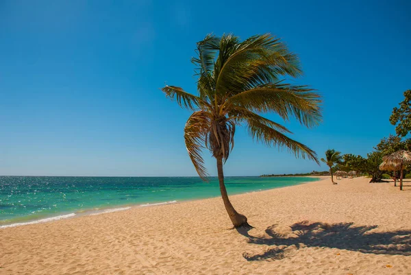 Palmera tropical en la playa con arena amarilla. Mar Caribe con agua turquesa y azul. Cuba. Trinidad. Playa de Ancona . — Foto de Stock