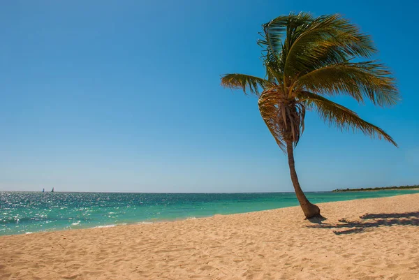 Δέντρο τροπικούς φοίνικες στην παραλία με χρυσή άμμο. Καραϊβική Θάλασσα με τιρκουάζ και γαλάζια νερά. Στην Κούβα. Τρινιντάντ. Παραλία Ανκόνα. — Φωτογραφία Αρχείου