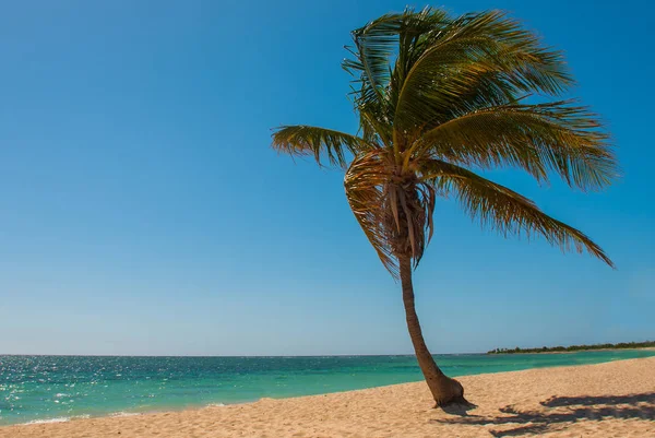 Trópusi kókusz Pálma fa sárga homok a tengerparton. Karib-tenger, türkiz és kék víz. Kuba. Trinidad. Ancona Beach. — Stock Fotó