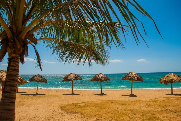 在美丽的海滩和椰子棕榈的游客雨伞。西恩富戈斯, 古巴, 牧场月滩. — 图库照片