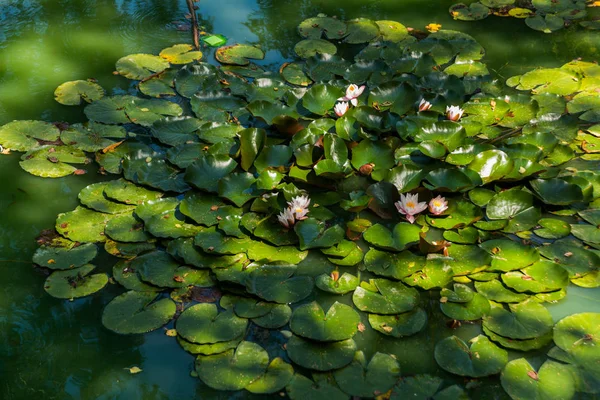 Nenuphar im Teich aus nächster Nähe. Rumänien, Transsilvanien — Stockfoto