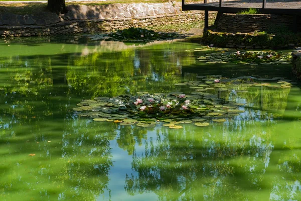 Nenuphar en el estanque de agua vista de cerca. Rumanía, Transilvania — Foto de Stock