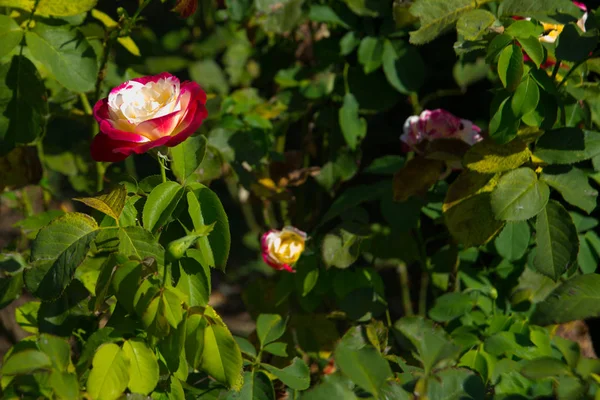 Buquê de rosas frescas. BELGRADE, SÉRVIA: Casa de flores . — Fotografia de Stock