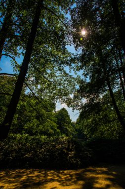 Berlin, Almanya 'daki güzel Tiergarten. Yaz manzarası.