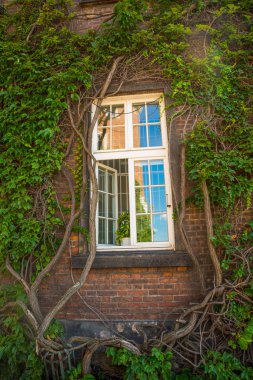 Krakow, Polonya: Wawel Kraliyet Kalesi, Krakow, Polonya 'nın yeşil yaprak ve dallarındaki pencere