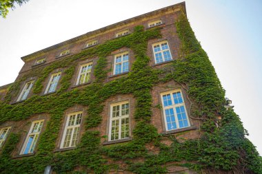 Krakow, Polonya: Wawel Kraliyet Kalesi, Krakow, Polonya 'nın yeşil yaprak ve dallarındaki pencere