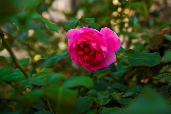 Rosa ros blomma med regndroppar på bakgrunden rosa rosor blommor. — Stockfoto