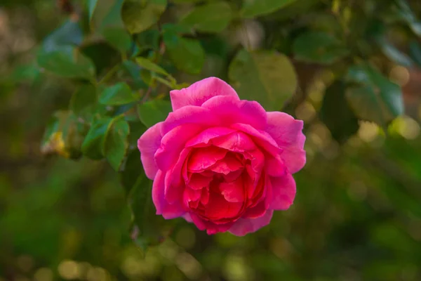 Rosa ros blomma med regndroppar på bakgrunden rosa rosor blommor. — Stockfoto