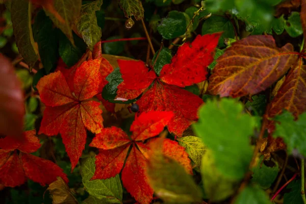 Czerwone drzewo odchodzi w jesiennym parku. Dania, Europa — Zdjęcie stockowe