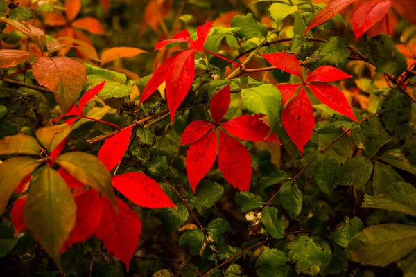 Red tree leaves in autumn Park. Denmark, Europe — 스톡 사진